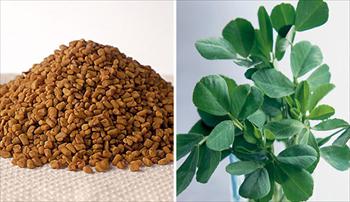 عصاره بذر شنبلیله حاوی ماده پایین ‌آورنده گلوكز خون است